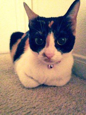 Photo of Courtney C.