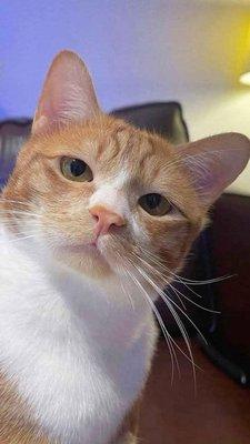 photo of Sherloid B.