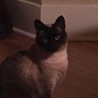 photo of Siri A.