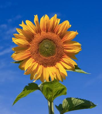 Photo of Sun F.