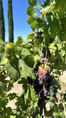 photo of D. James M.