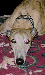 photo of suenotto e.