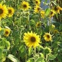 photo of Michelle R.