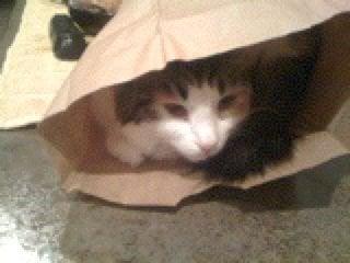 photo of Chantelle J.