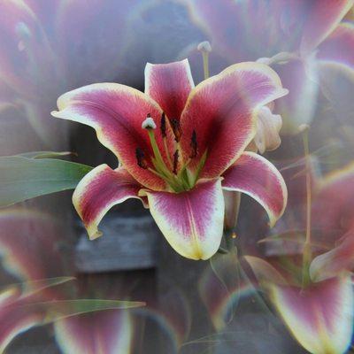 photo of Keith Judi M.