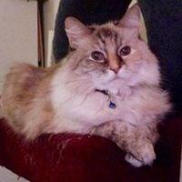 photo of TigerRose E.