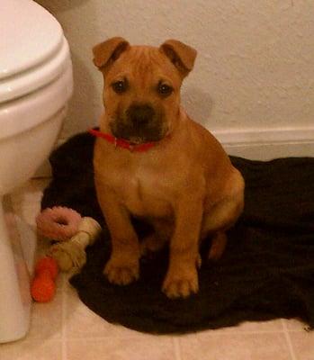 Photo of Peanut B.
