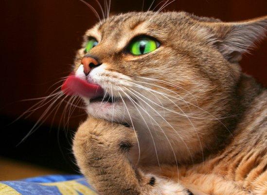 photo of Catt L.