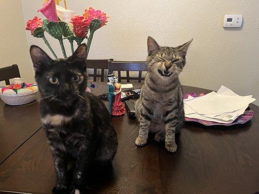 Photo of Ysabella F.