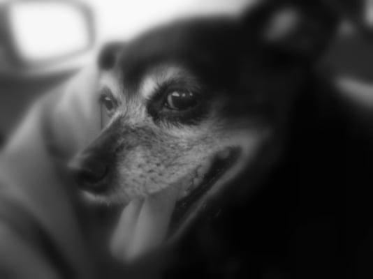 Photo of A Ashley R.