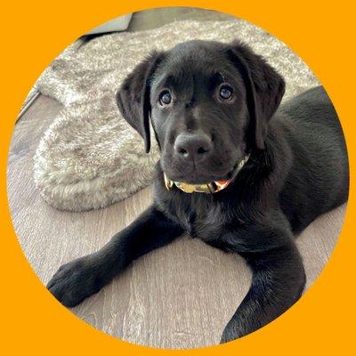 photo of Hudson The Lab D.