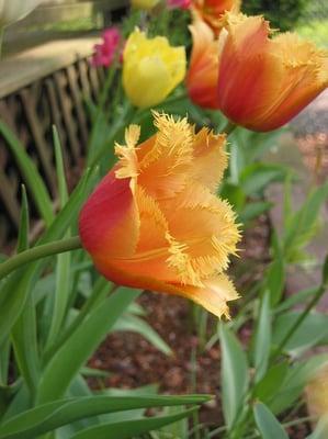 photo of Kathleen S.