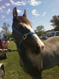 Photo of Blue T.