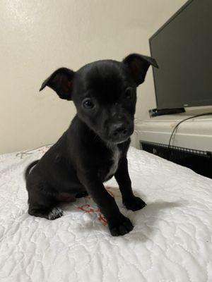 photo of Pancho L.