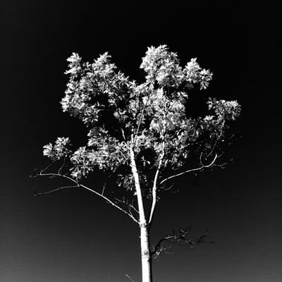 Photo of Sean K.
