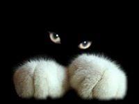 Photo of Katt G.