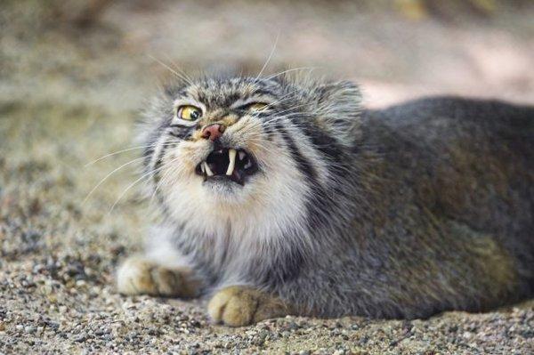 photo of Cat V.