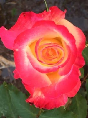 photo of Mary Ann K.