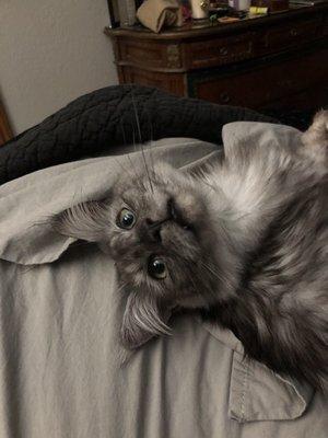 photo of Voodoogem ..