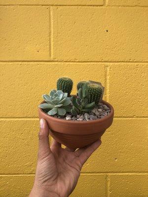 Photo of Prickley P.