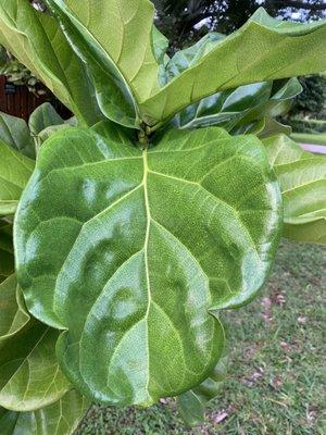 photo of Anoushka D.