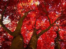 photo of Danielle B.