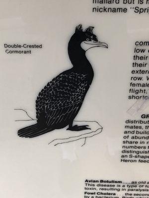 photo of Giovanni Johnny B.