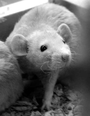 Photo of Mister D.