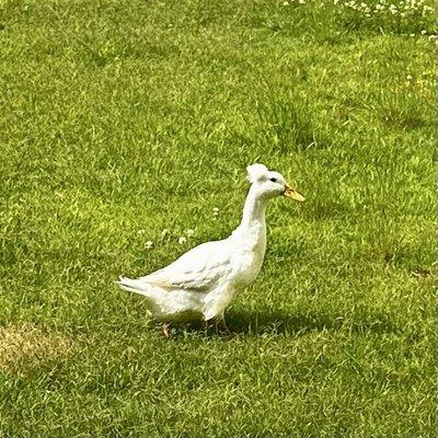 photo of Brandeelou H.