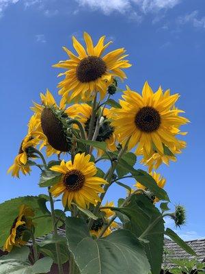 photo of Stephanie F.