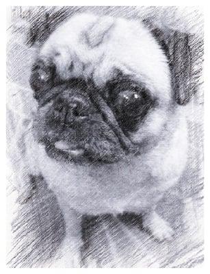 Photo of shih c.