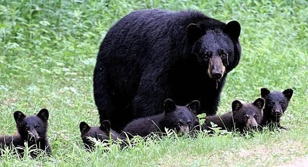 Photo of Bearsy L.
