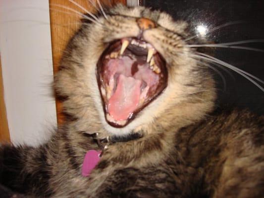 Photo of Lola B.