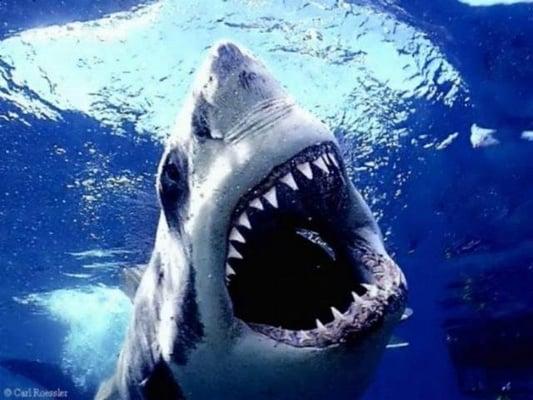 Photo of The Shark S.