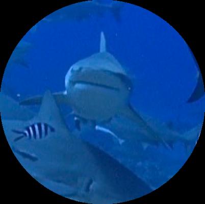 Photo of M T.
