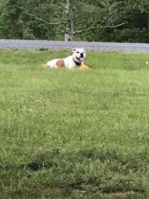 photo of Doggie Style P.