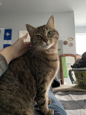 photo of SeattleChickenTender H.