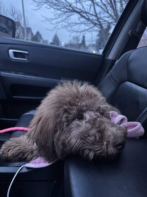 photo of Dominique M.