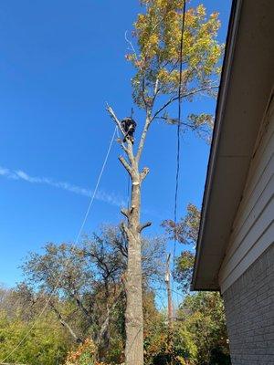 photo of Andrew's Tree Serv J.