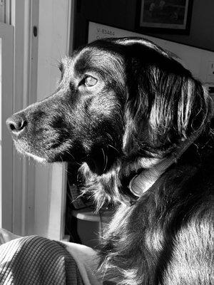 photo of Llewelyn Moss M.