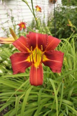 photo of Lillious T.