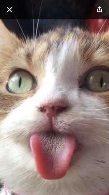 photo of Mattison T.