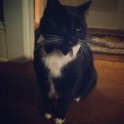 Photo of Meh Law Knee C.