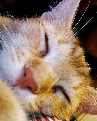 photo of Honestly R.