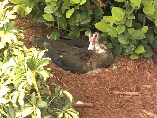 photo of Ms Tooth F.