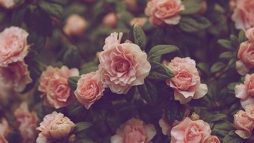 photo of Elizabeth L.