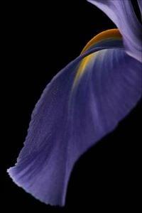 Photo of Iris R.