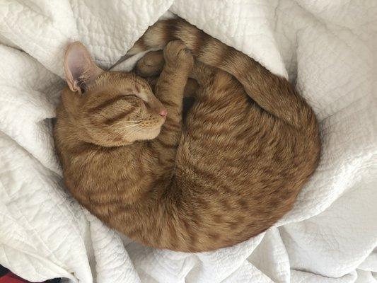 Photo of Sherlock M.