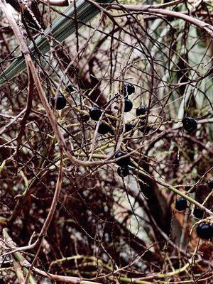 photo of Isabelle H.