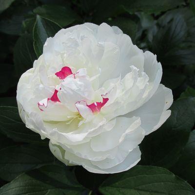 Photo of Airi T.